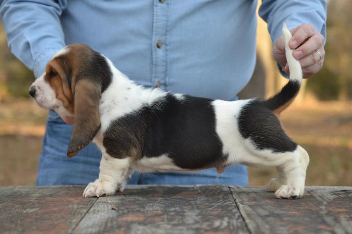 Bluetick basset hound puppies shop for sale