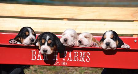 100% european basset hound puppies from Bar H Farms in Missouri 