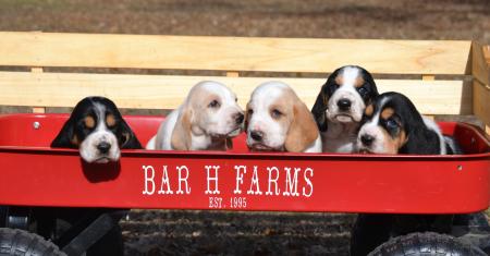 European basset hound puppies from Bar H Farms in Missouri 