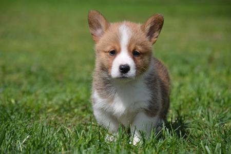 Glori - Pembroke Welsh Corgi Female 