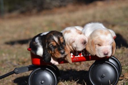European basset hound puppies from bar h farms in missouri 
