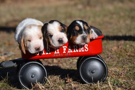 European basset hound puppies from bar h farms in missouri. 