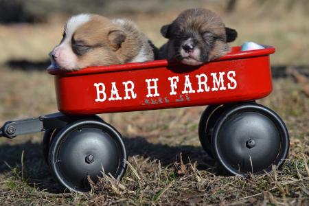 Pembroke welsh corgi male puppies from bar h farms in missouri 