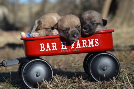 pembroke welsh corgi male puppies from bar h farms in missouri 