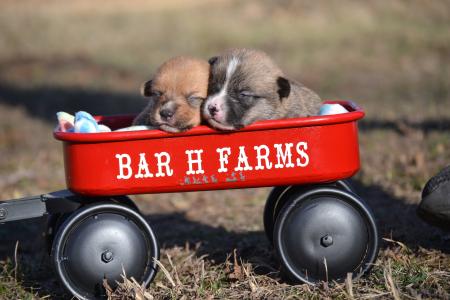 pembroke welsh corgi female puppies from bar h farms in missouri 
