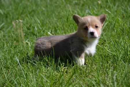 Gia - Pembroke Welsh Corgi Female 