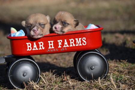 pembroke welsh corgi female puppies from bar h farms in missouri 
