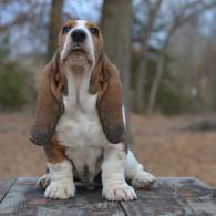 basset hound puppy in missouri