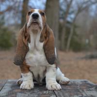 why kids should have a basset hound puppy
