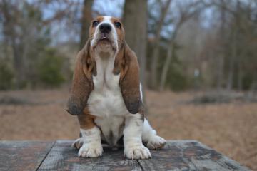 why kids should have a basset hound puppy
