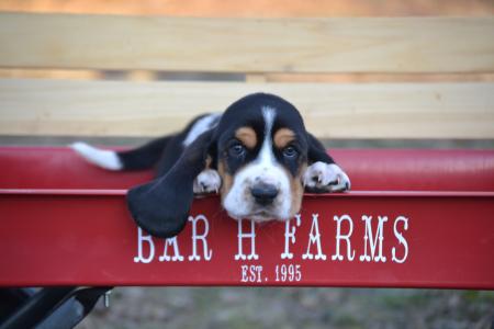 Easton a European Basset Hound male from bar h farms in missouri 