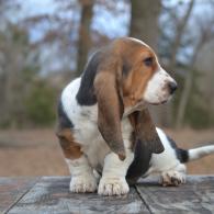 basset hound puppy for sale in missouri