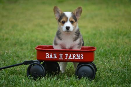 Ginni with her little red wagon 