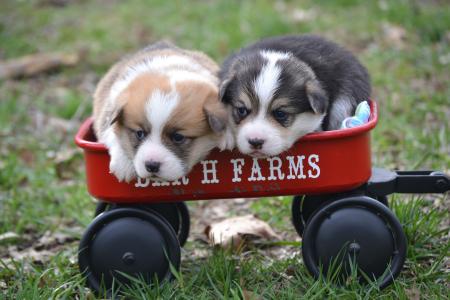 Pembroke welsh corgi puppies available from bar h farms in missouri 