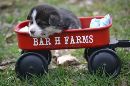 female pembroke welsh corgi puppy available from bar h farms in missouri 