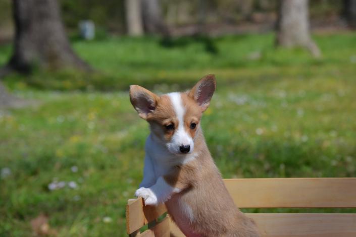 Gila a corgi puppy and her little red wagon.