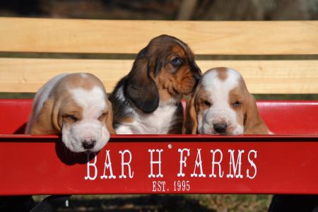 european basset hound puppies from bar h farms in missouri 