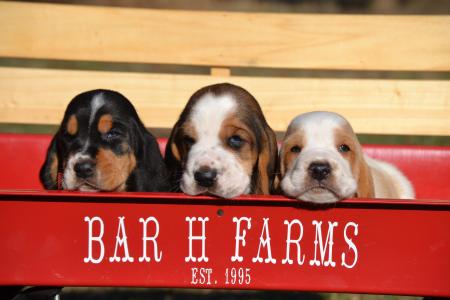 available european basset hound puppies from bar h farms in missouri 