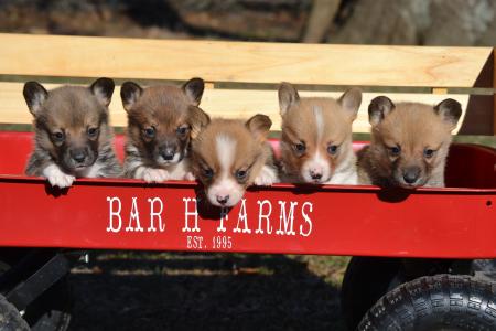 pembroke welsh corgi puppies available from bar h farms in missouri 