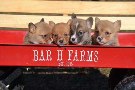 pembroke welsh corgi puppies available from bar h farms in missouri 