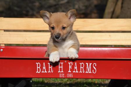 Jonah Pembroke Welsh Corgi Male Puppy available for adoption from Bar H Farms in Missouri 