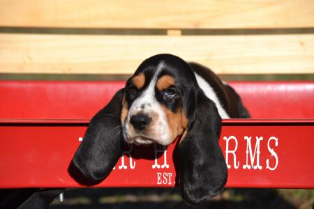 Emily a european basset hound female puppy from bar h farms in missouri 