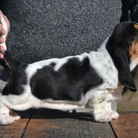 basset hound puppy in missouri 