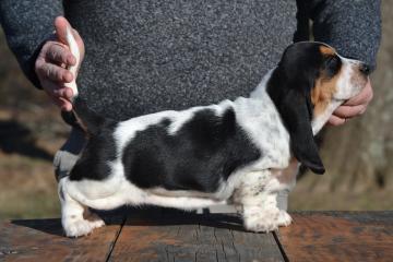 basset hound puppy in missouri 
