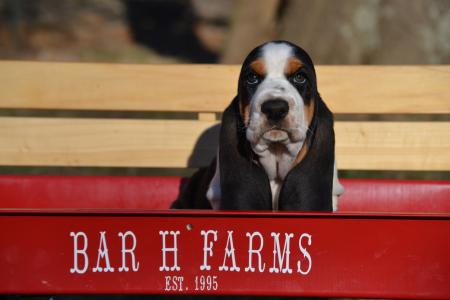 Eddie a european basset hound male puppy from bar h farms in missouri 