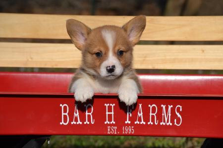 Jake Pembroke Welsh Corgi Male Puppy available for adoption from Bar H Farms in Missouri 