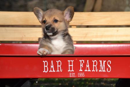 Julian Pembroke Welsh Corgi Male Puppy available for adoption from Bar H Farms in Missouri 