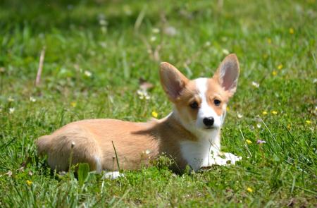 Gila is an adorable and adventerous corgi puppy available for adoption at Bar H Farms. 