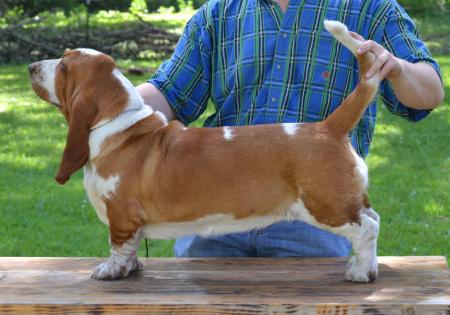 Dixie european basset hound female from bar h farms in missouri 
