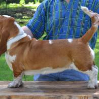 Dixie european basset hound female