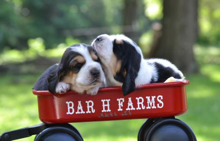 Basset boys @ two weeks old. 