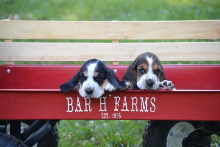 Four week old image of baby bassets 