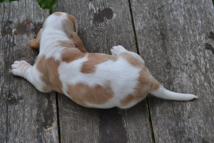 100% European Basset Hound puppy for adoption at Bar H Farms in Missouri