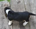 Dean is a male European Basset Hound puppy for adoption in Missouri with Bar H Farms