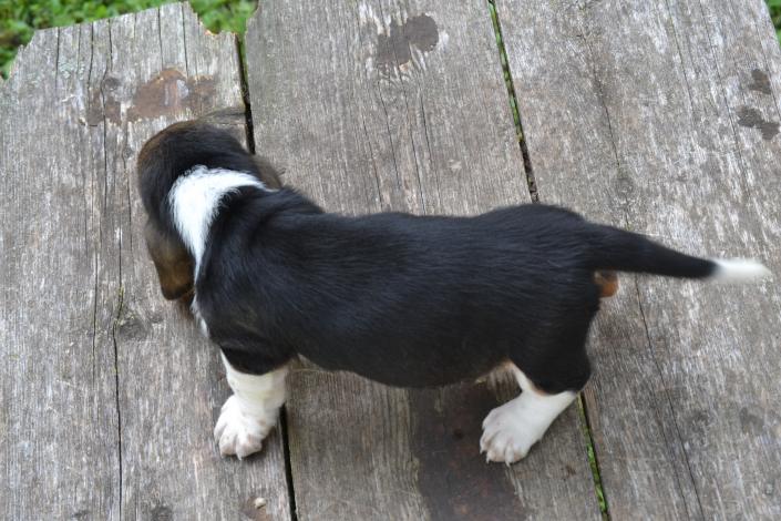 Dean is a male European Basset Hound puppy for adoption in Missouri with Bar H Farms