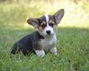 Myles a pembroke welsh corgi puppy for adoption in Missouri