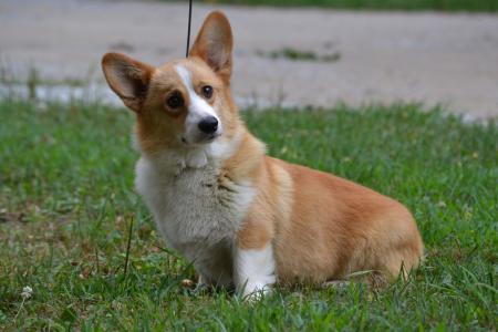 Peaches a beautiful champion bred red and white pembroke welsh corgi from Bar H Farms in Missouri.  