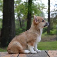 Journey AKC Pembroke Welsh Corgi Female Puppy