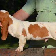 Varner European Basset Hound Male Puppy