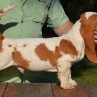 Varner European Basset Hound Male Puppy