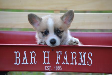 Dax a corgi puppy born in June 2022 