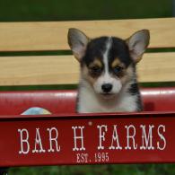 Kallie Pembroke Welsh Corgi Puppy