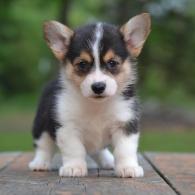 Kallie Pembroke Welsh Corgi Puppy