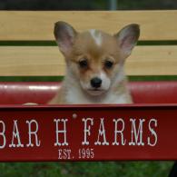 Katie Pembroke Welsh Corgi Puppy