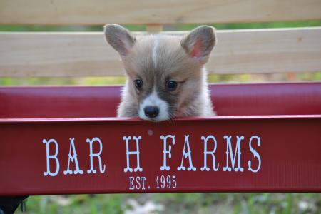 Dolly a red and white corgi born in June 2022 