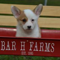 Kaylee Pembroke Welsh Corgi Puppy